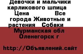 Девочки и мальчики карликового шпица  › Цена ­ 20 000 - Все города Животные и растения » Собаки   . Мурманская обл.,Оленегорск г.